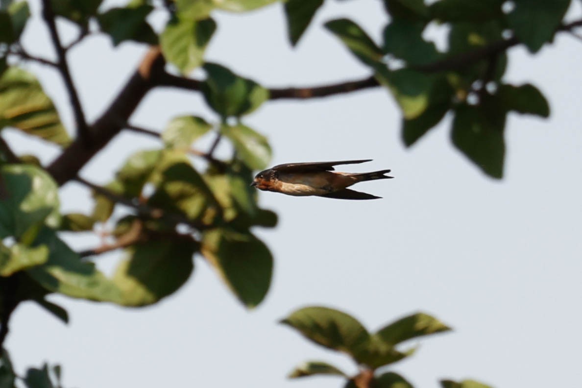 Rufous-chested Swallow - ML636980149