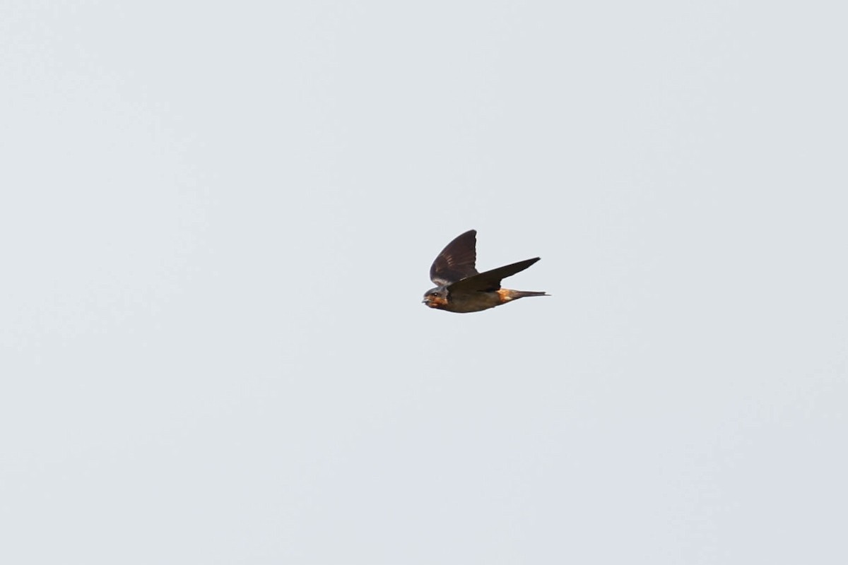 Rufous-chested Swallow - ML636980150