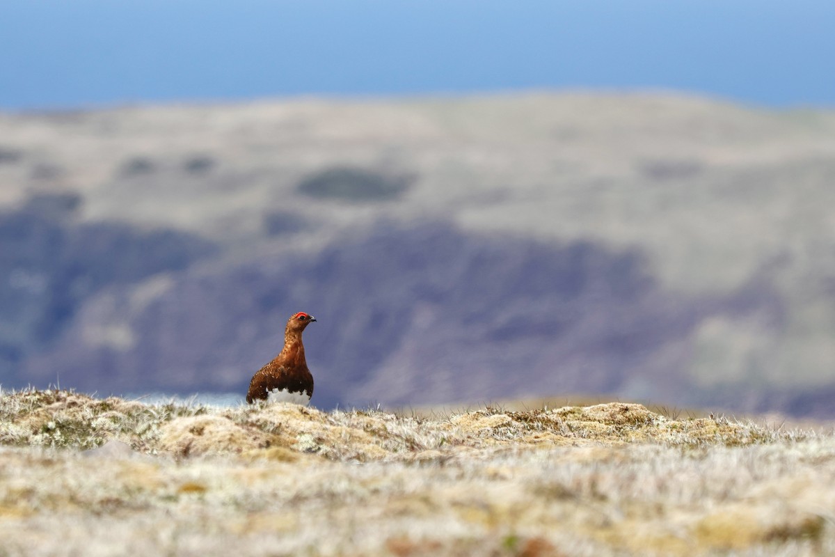 Willow Ptarmigan - ML636980166