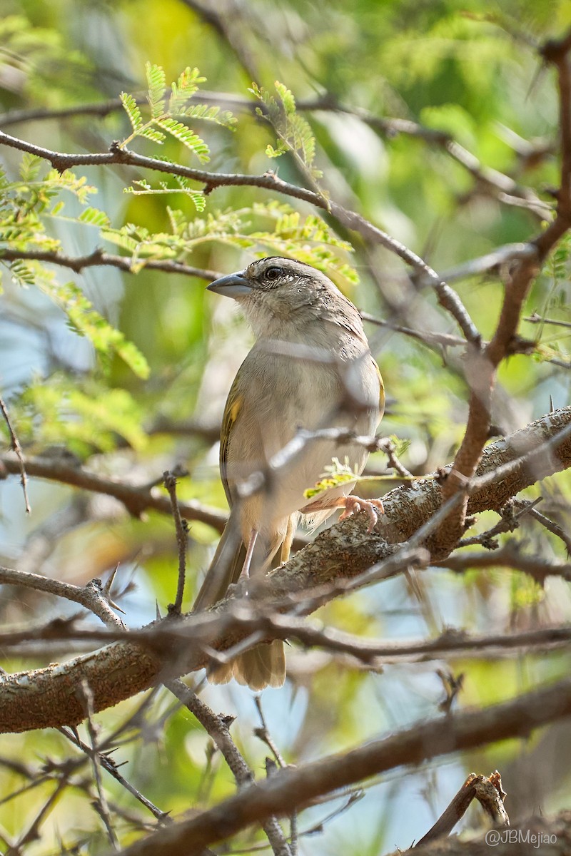 Tocuyo Sparrow - ML636980241