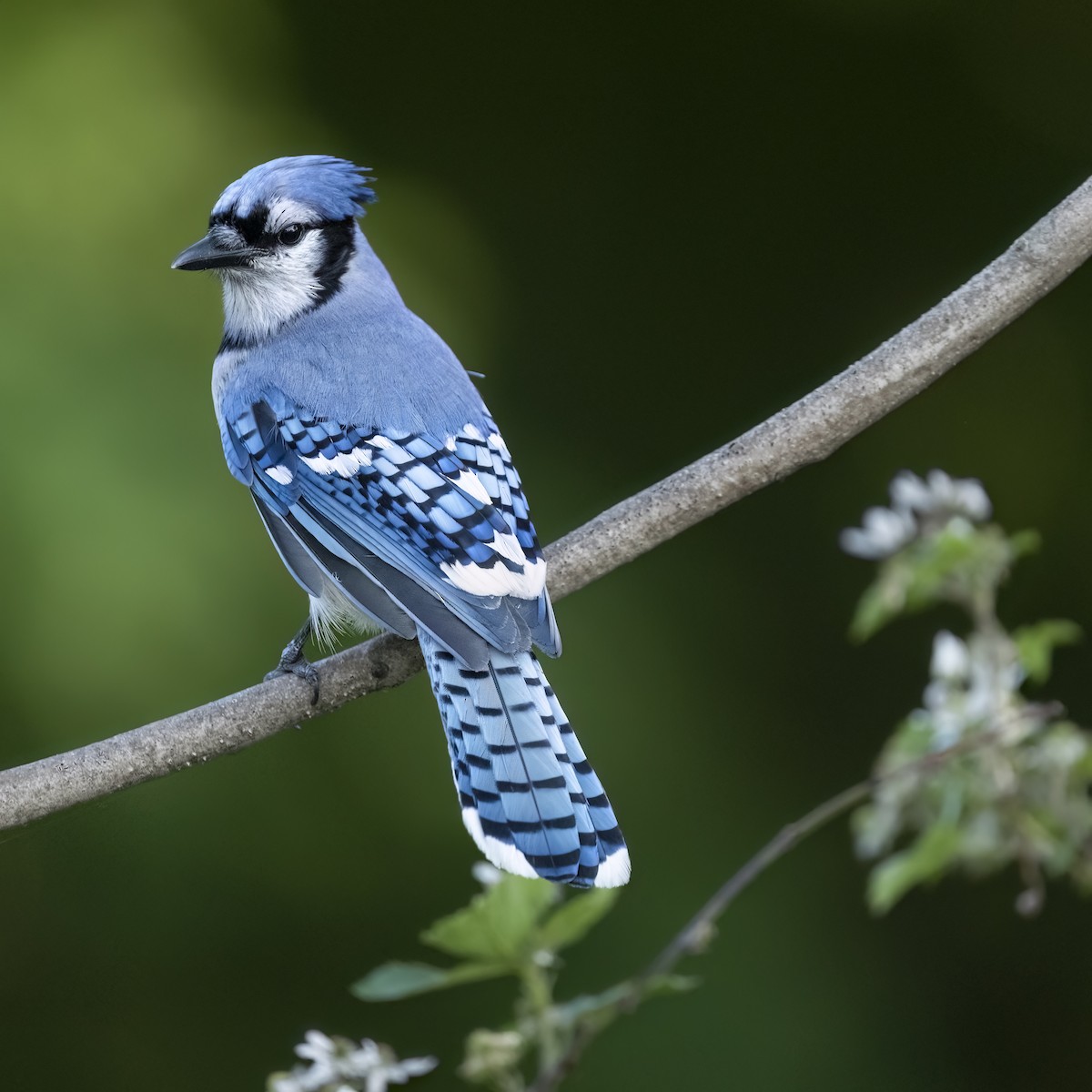 Blue Jay - ML636980264