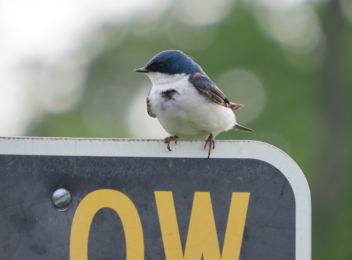 Tree Swallow - ML636980338