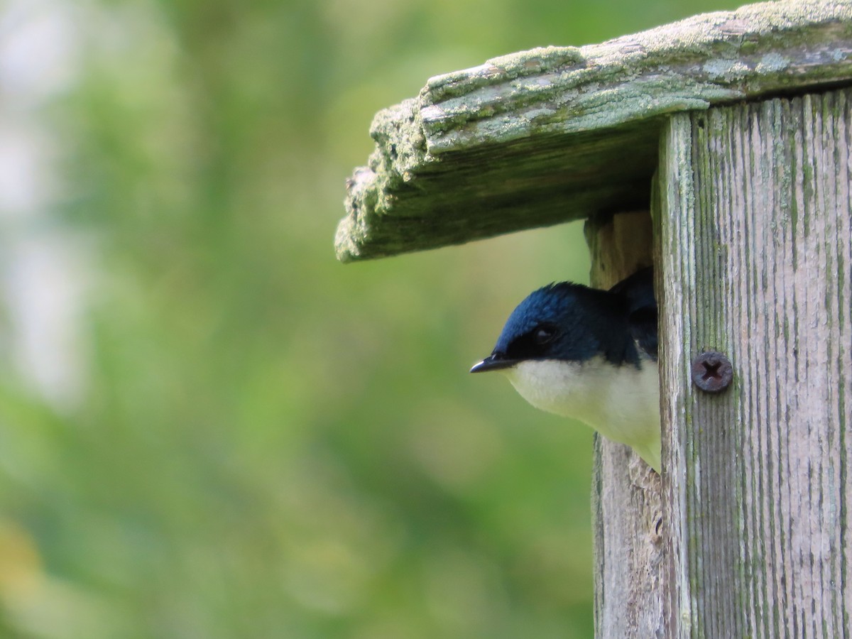 Tree Swallow - ML636980343