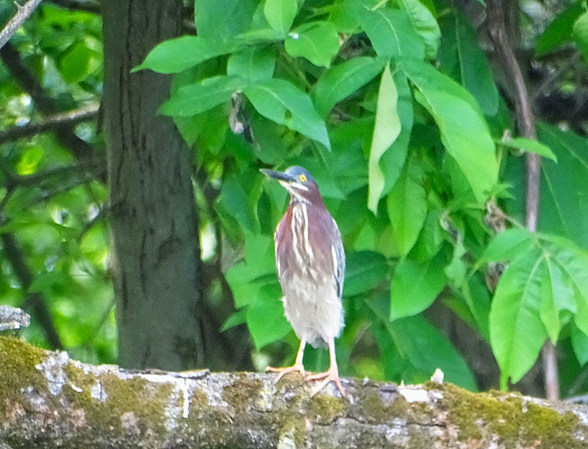 Green Heron - ML636980493