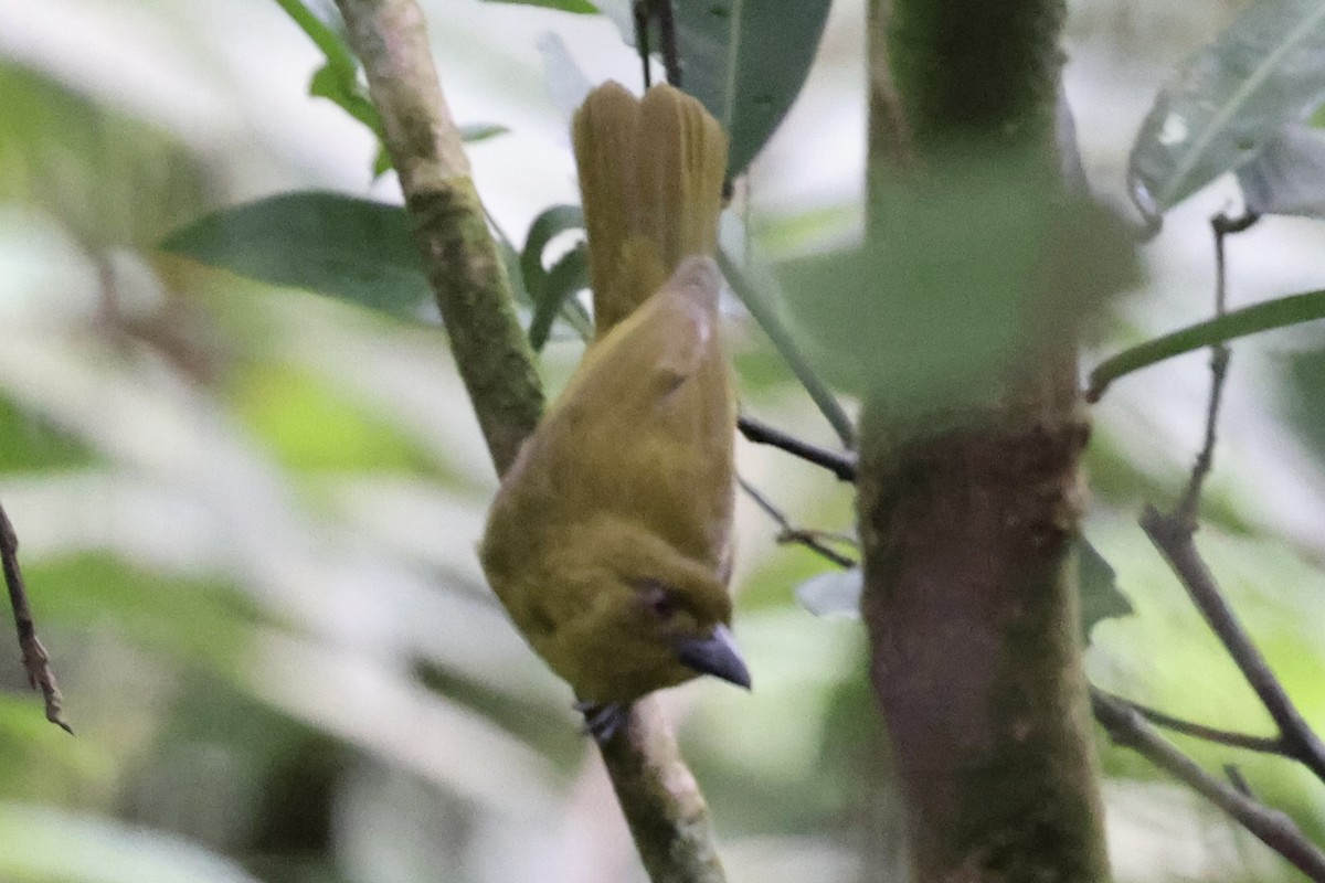 Yellow-lored Tanager - ML636980514