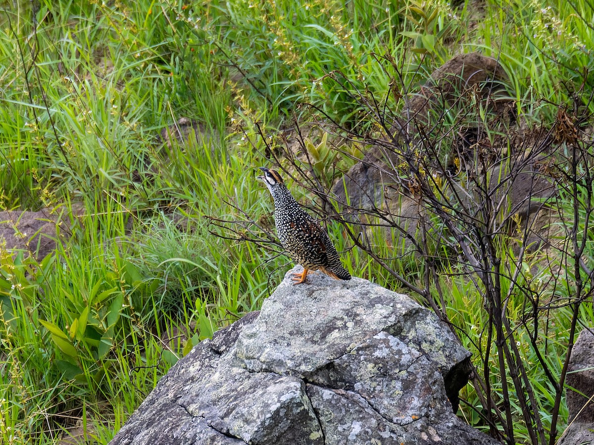 Chinese Francolin - ML636980529