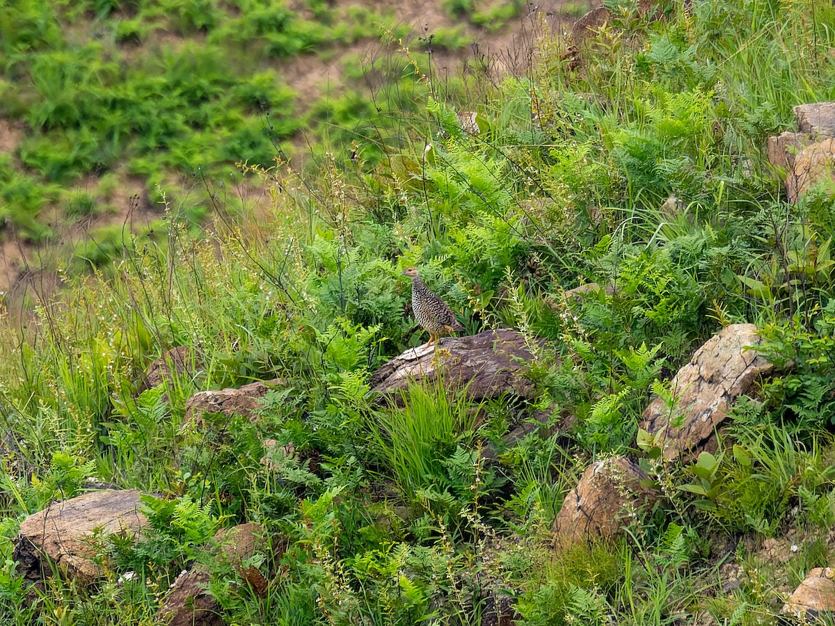Chinese Francolin - ML636980530