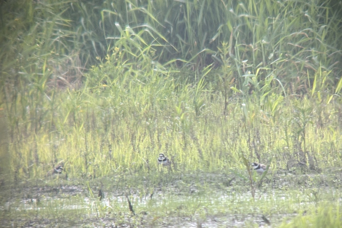 Semipalmated Plover - ML636980539