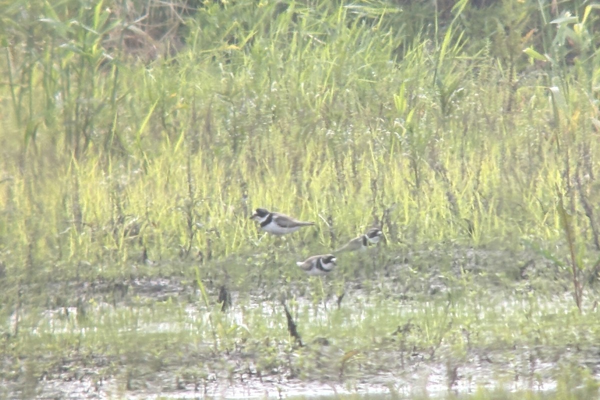 Semipalmated Plover - ML636980543
