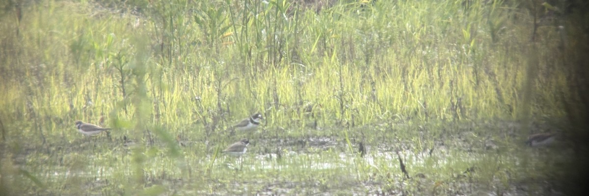 Semipalmated Plover - ML636980544