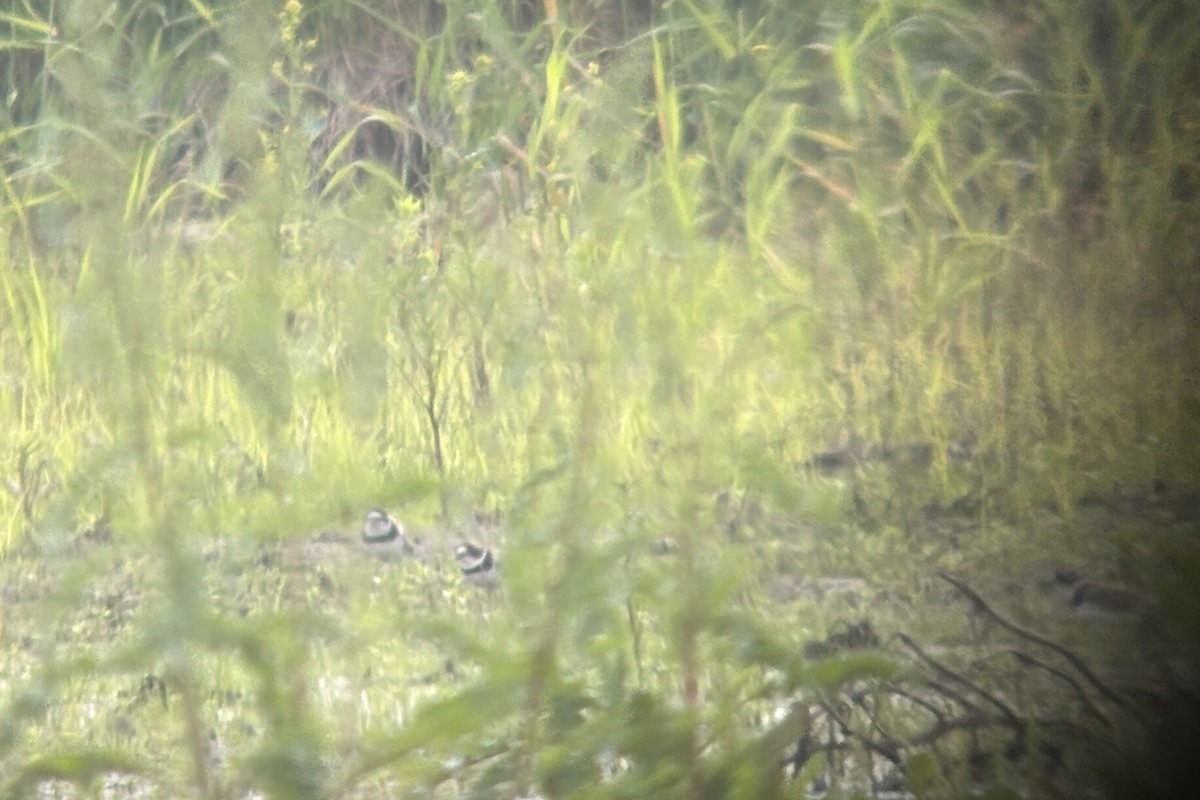 Semipalmated Plover - ML636980549