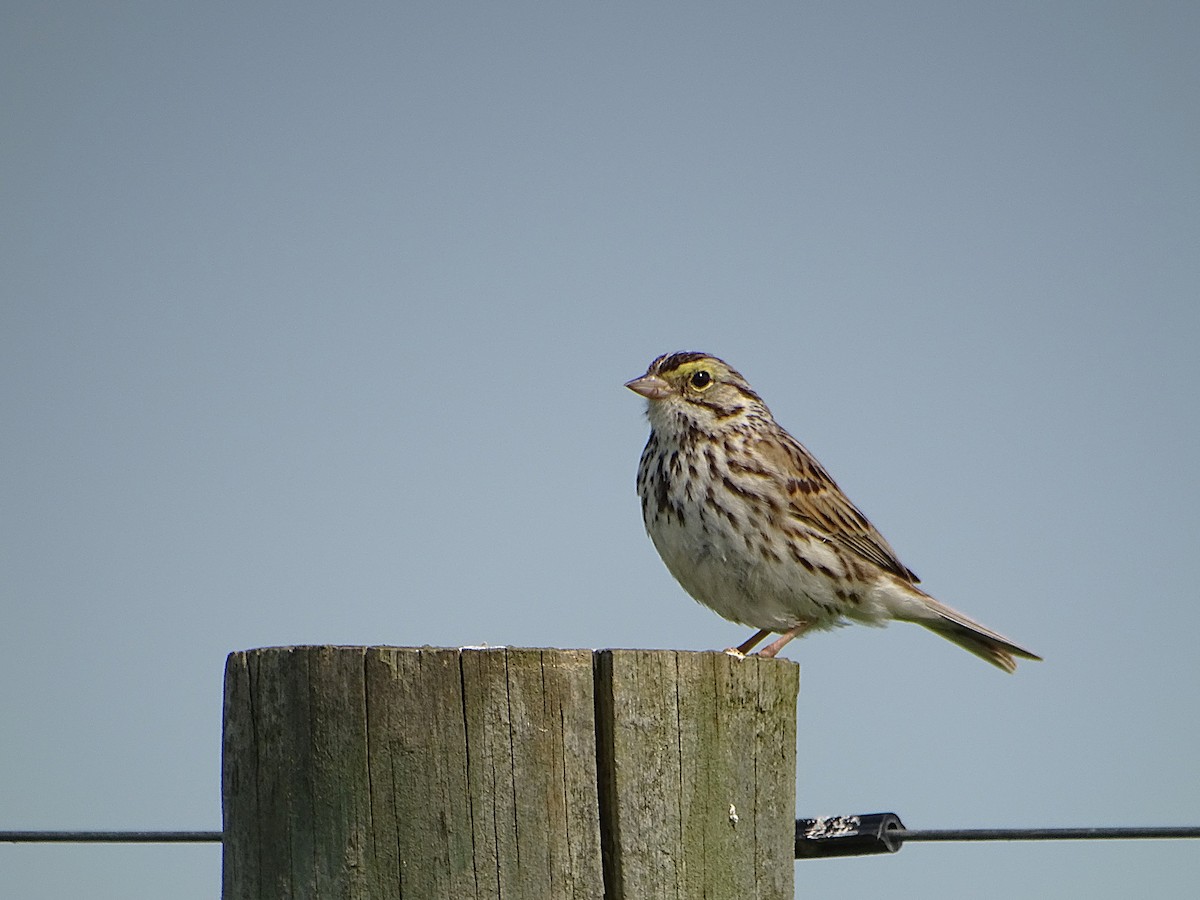 Savannah Sparrow - ML636980550