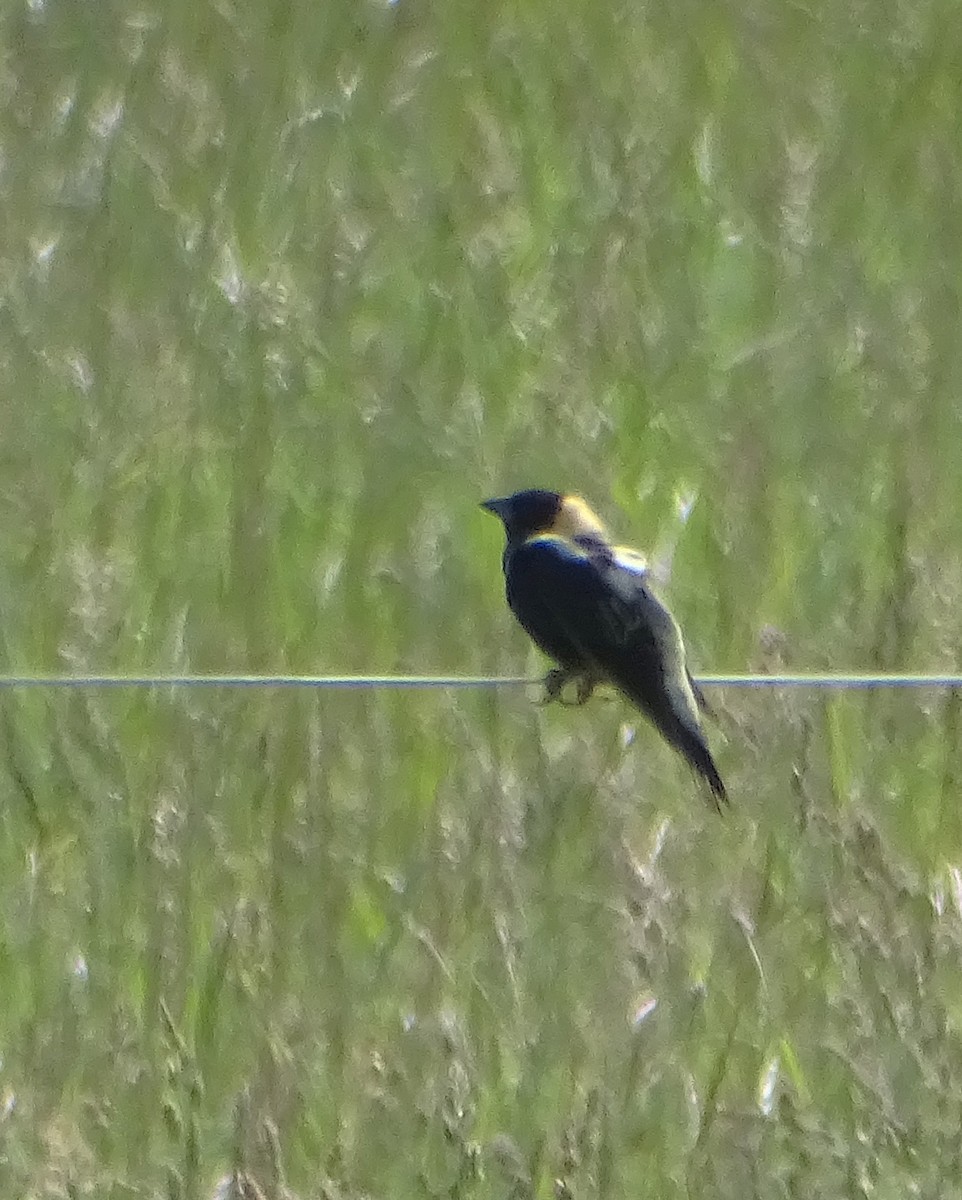 Bobolink - ML636980561