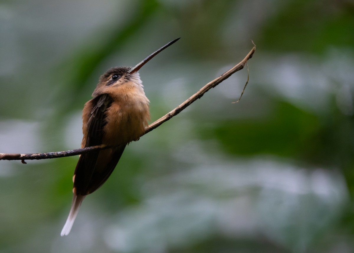 Koepcke's Hermit - ML636980563
