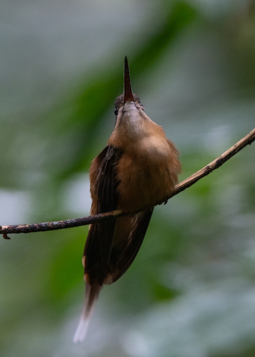Koepcke's Hermit - ML636980565