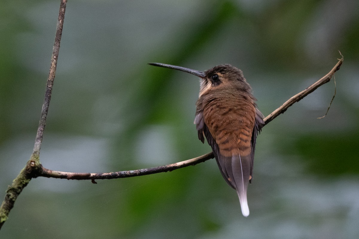 Koepcke's Hermit - ML636980566