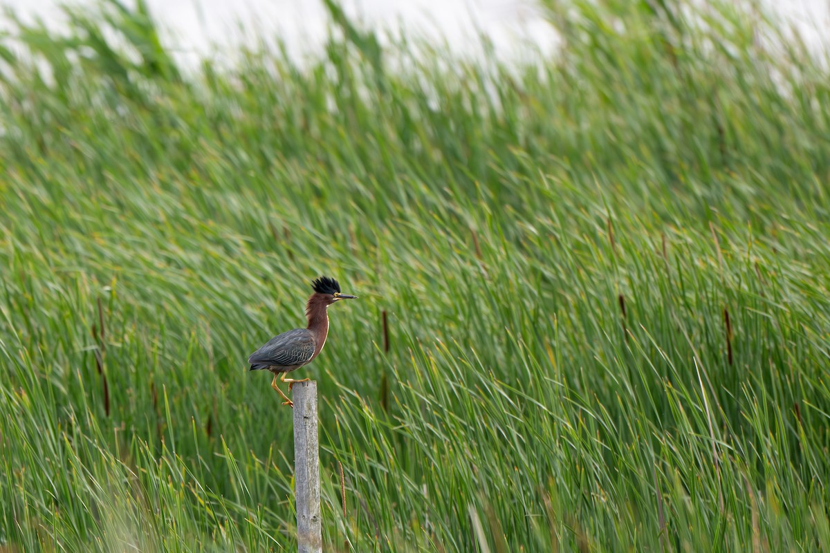 Green Heron - ML636980586