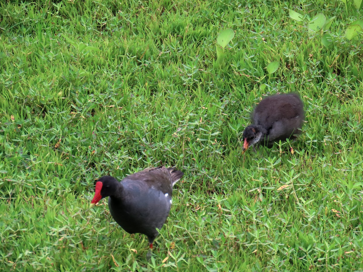 Common Gallinule - ML636980651