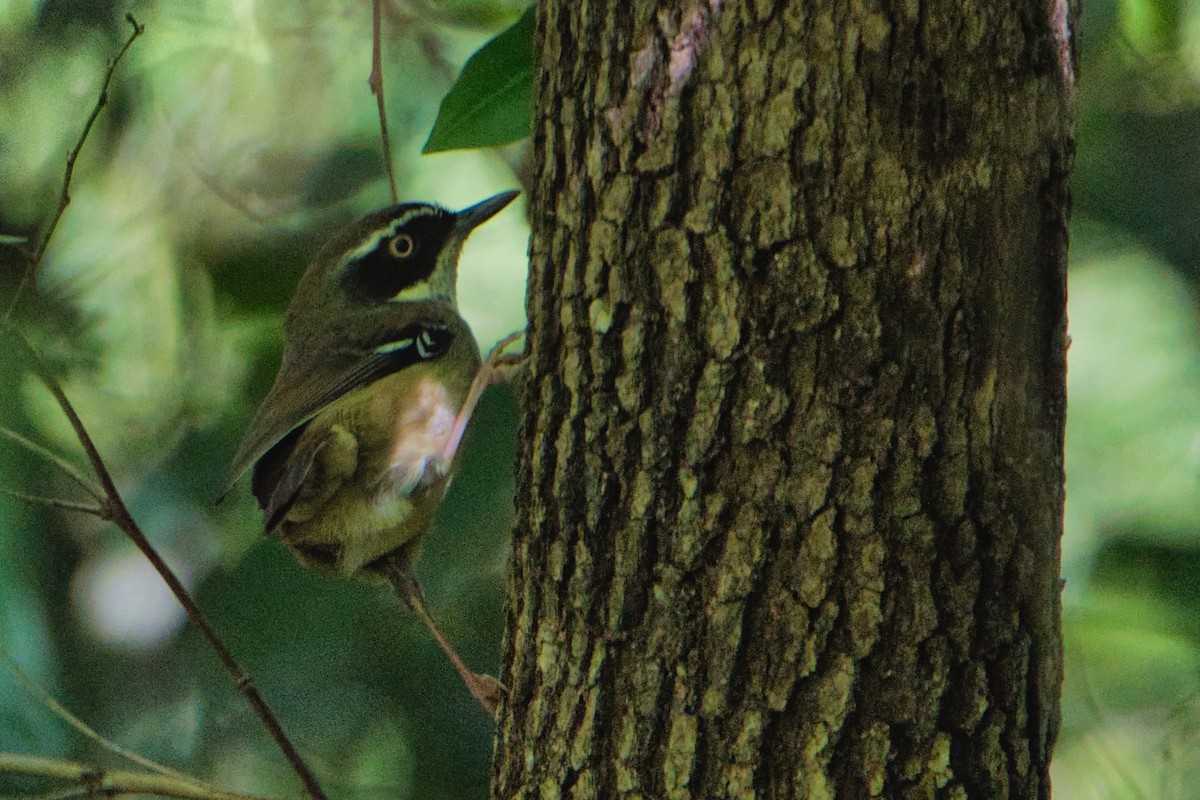 White-browed Scrubwren (Buff-breasted) - ML636980711
