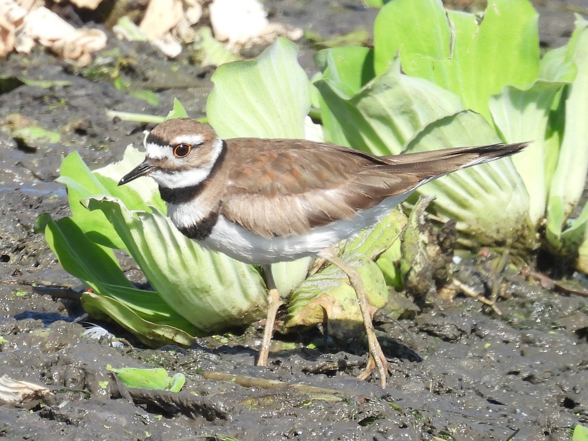 Killdeer - ML636980739
