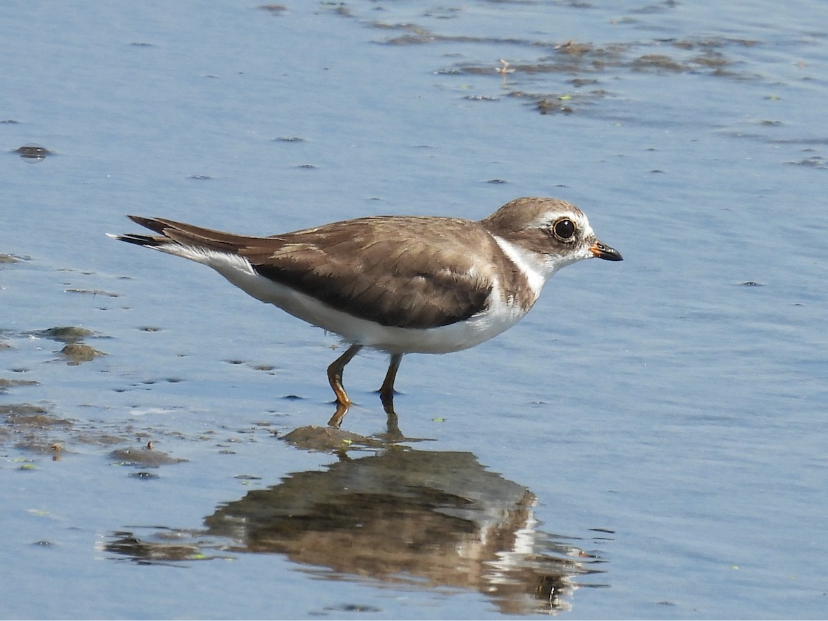 Semipalmated Plover - ML636980768