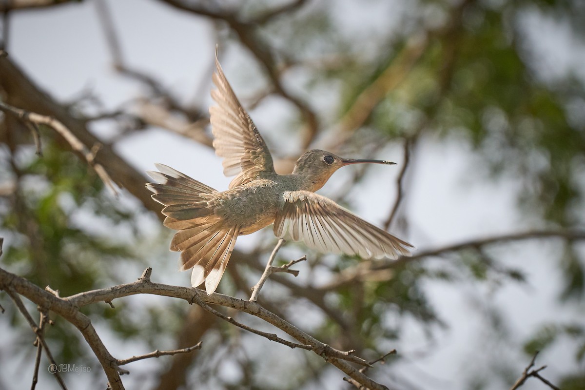 Buffy Hummingbird - ML636980771