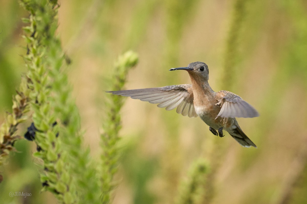 Buffy Hummingbird - ML636980773