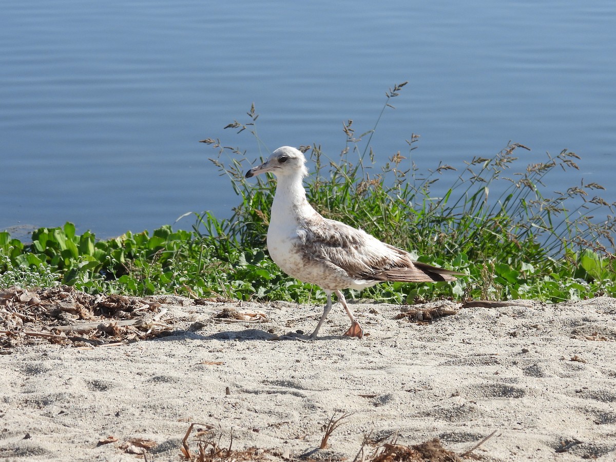 Western Gull - ML636980789