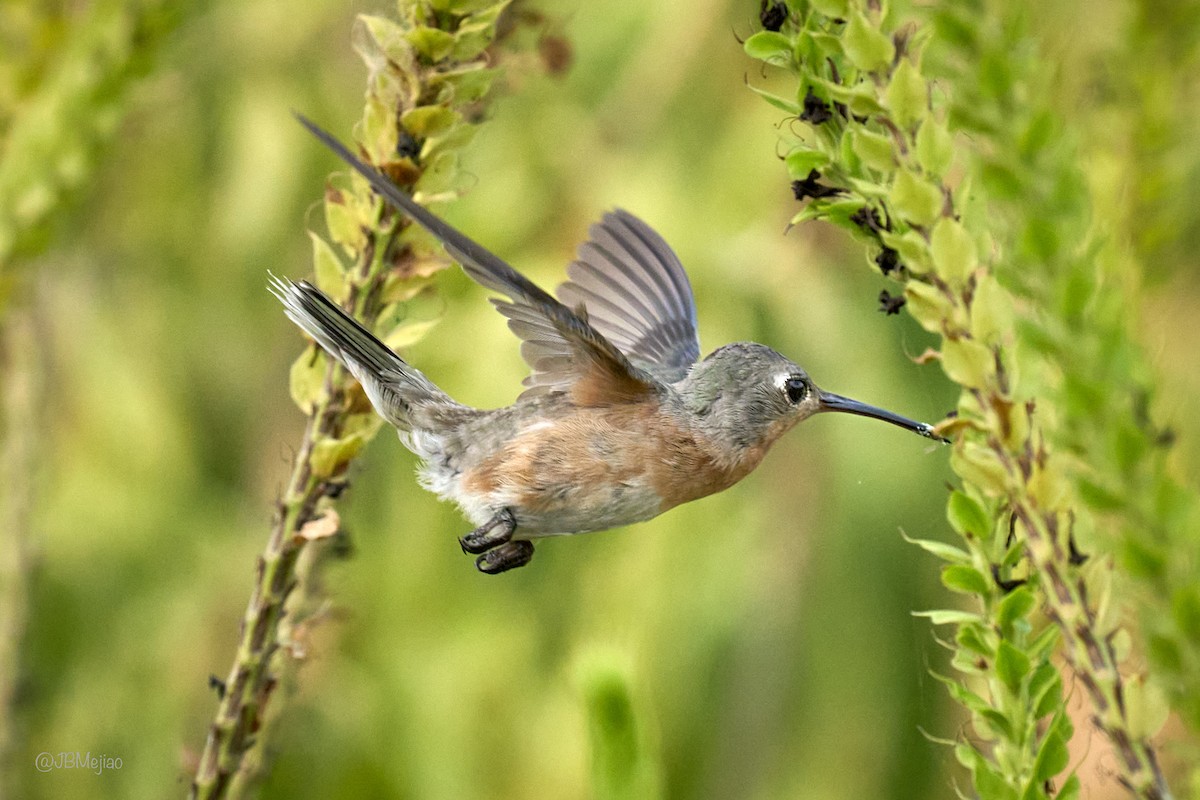 Buffy Hummingbird - ML636980794