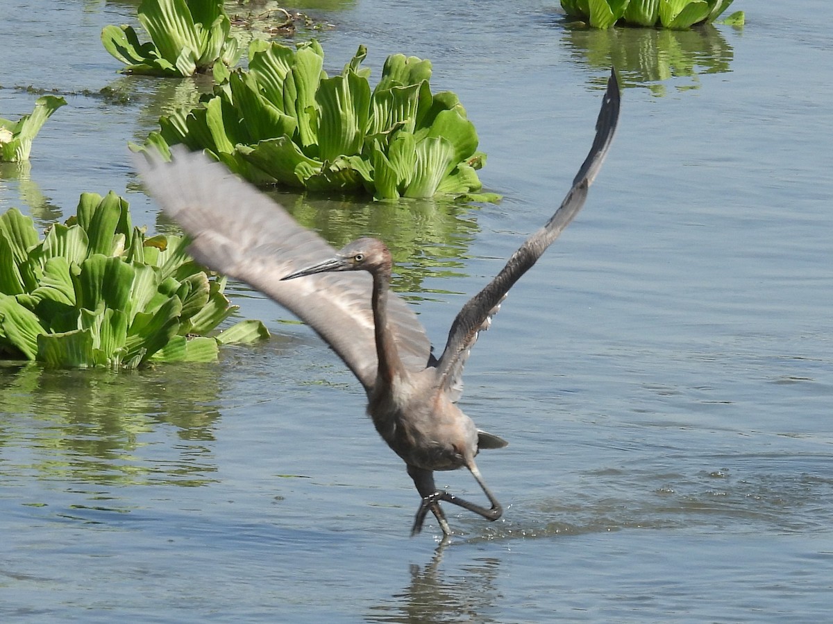 Reddish Egret - ML636980817