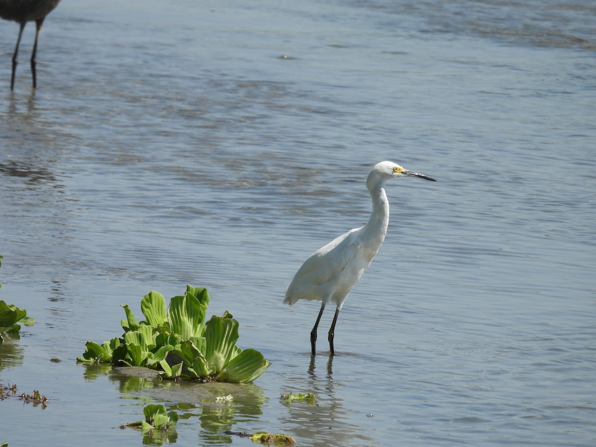 Snowy Egret - ML636980832