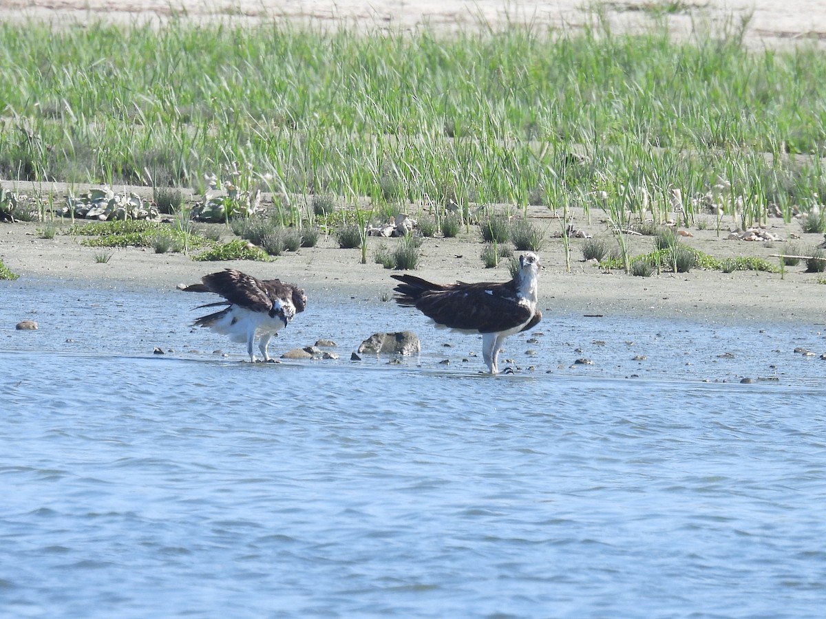 Osprey (American) - ML636980879