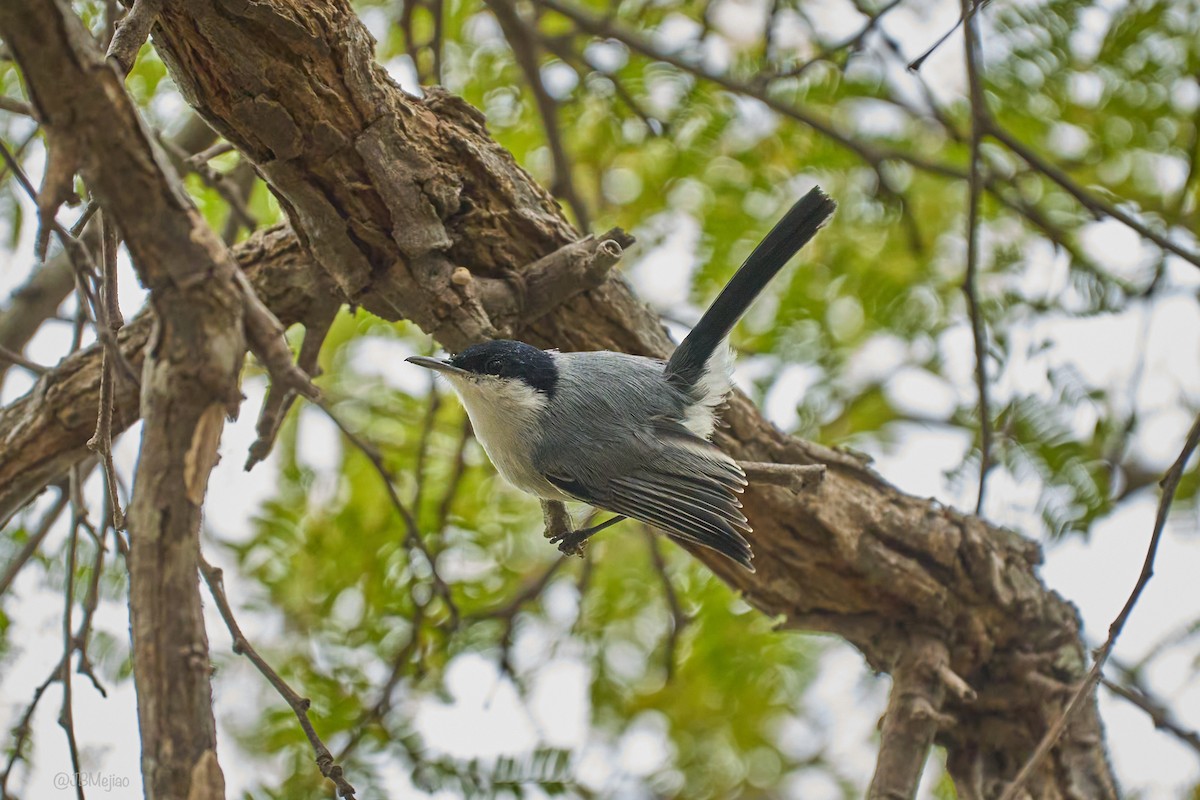 Tropical Gnatcatcher - ML636980898