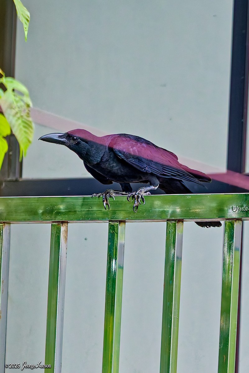 Philippine Jungle Crow - ML636980900