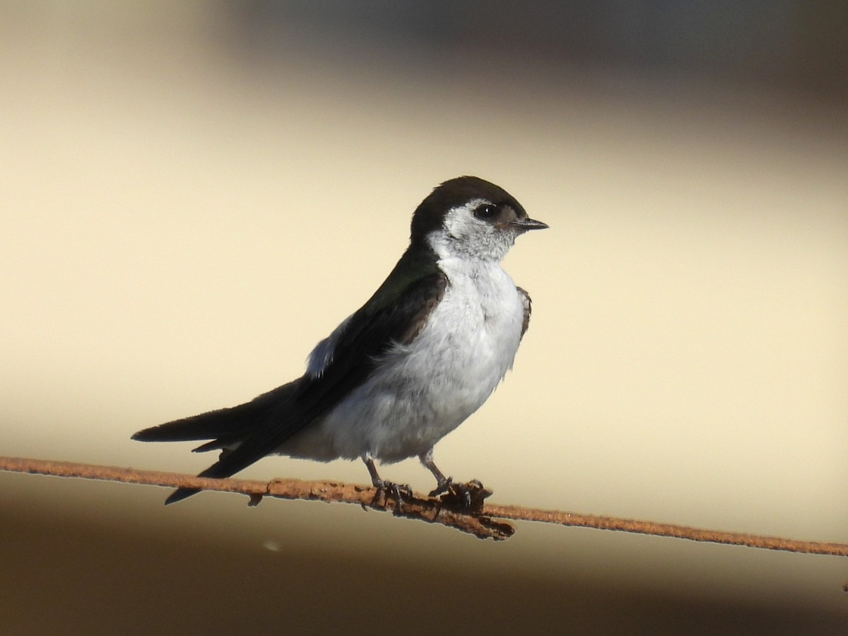 Violet-green Swallow - ML636980905