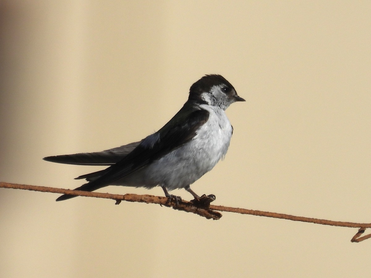 Violet-green Swallow - ML636980907