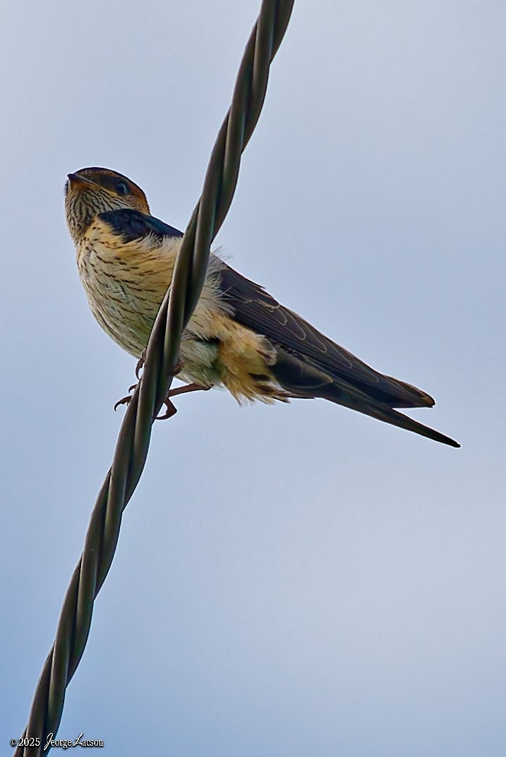 Eastern Red-rumped Swallow - ML636980921