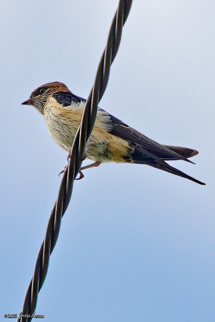 Eastern Red-rumped Swallow - ML636980922