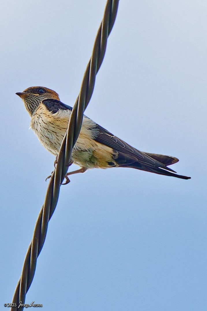 Eastern Red-rumped Swallow - ML636980923