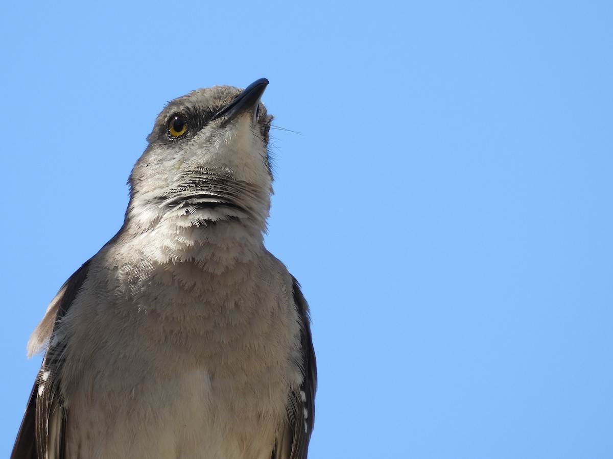 Northern Mockingbird - ML636980927