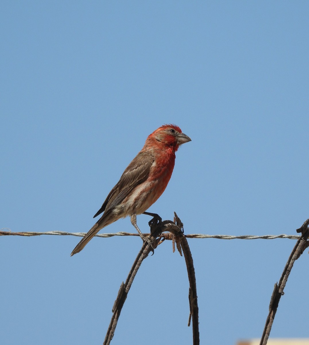 House Finch - ML636980937