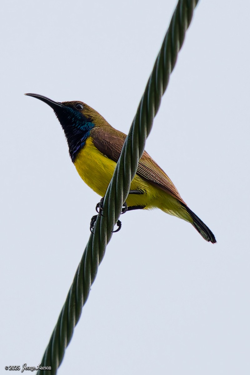 Garden Sunbird - ML636981011