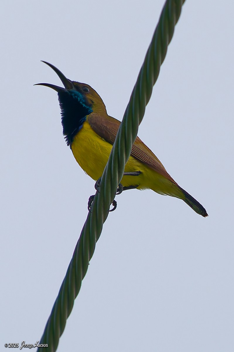 Garden Sunbird - ML636981012
