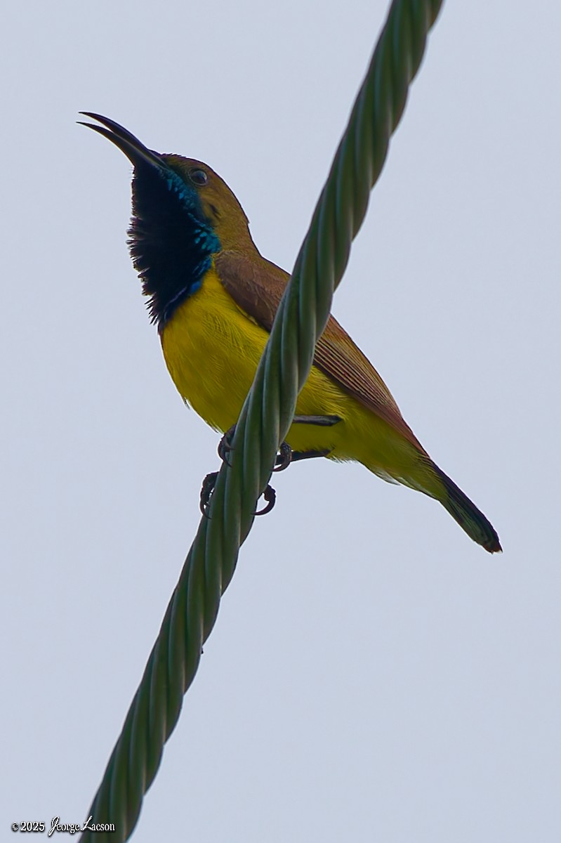 Garden Sunbird - ML636981013