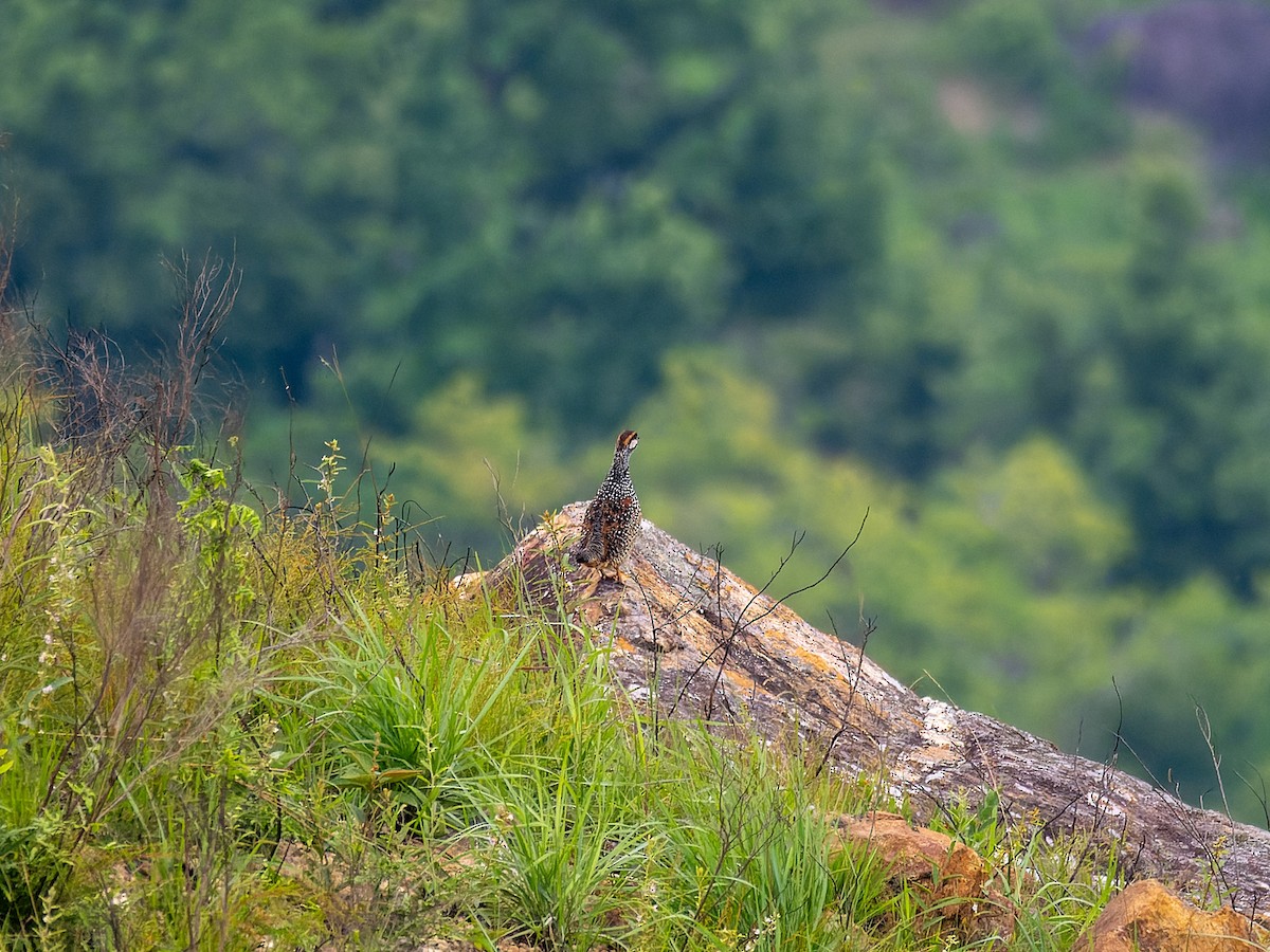 Chinese Francolin - ML636981037