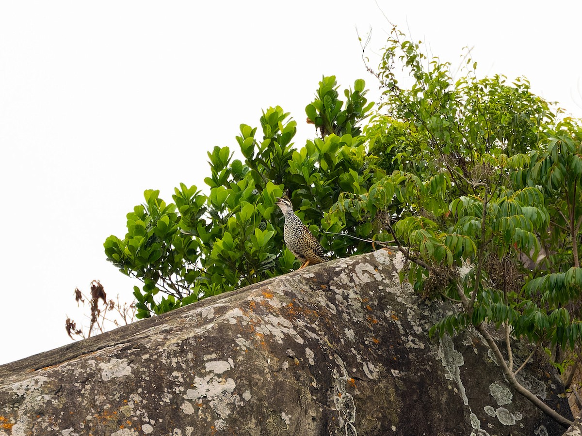 Chinese Francolin - ML636981038