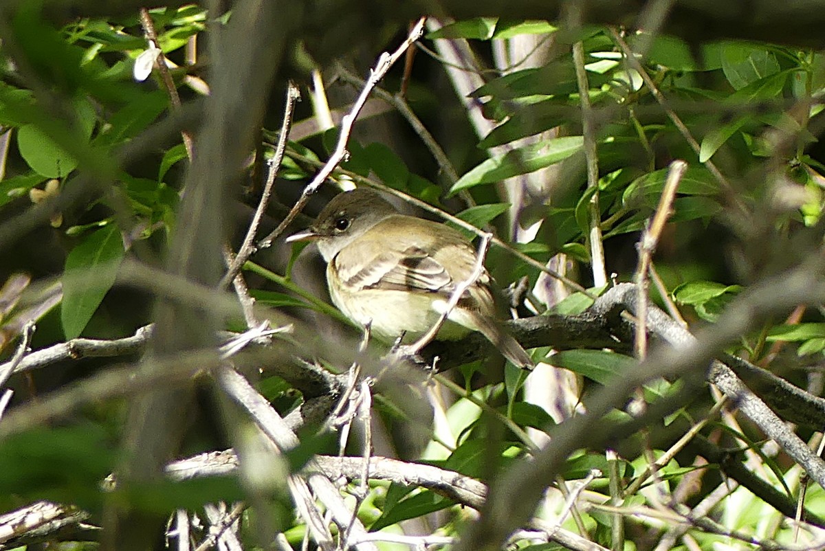 Alder Flycatcher - ML636981114