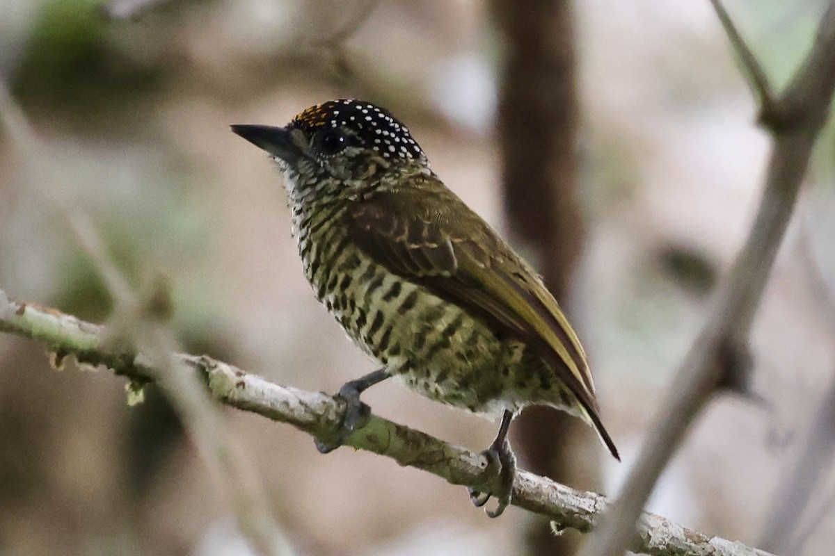 Lafresnaye's Piculet - ML636981116