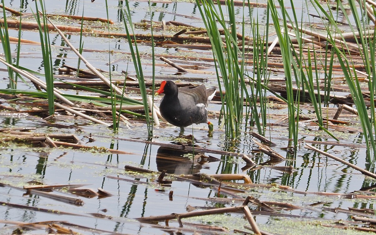 Common Gallinule - ML636981167