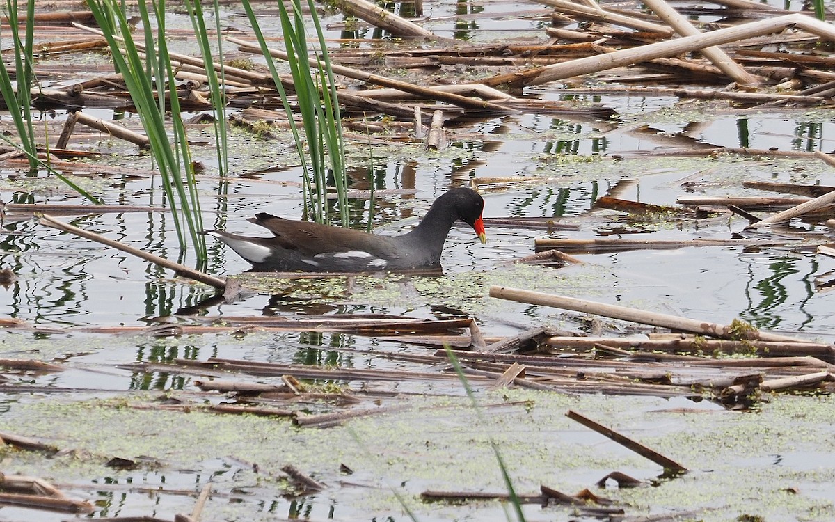 Common Gallinule - ML636981168